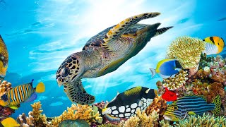 Beautiful Relaxing Music, Underwater Tropical fish, Coral reefs, Sea Turtles in 4k by Healing Soul