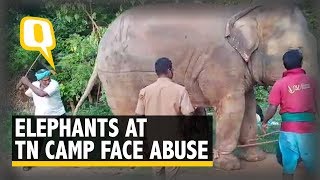 Sudden Transfer, Use Of Bullhooks: Elephants at TN Camp Face Abuse | The Quint