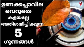 ഉണക്ക പ്ലാവിലക്ക് ഇത്രയും ഗുണം ഉണ്ടെന്ന് അറിഞ്ഞോ | Jackfruit tree leaf health benefits in Malayalam