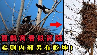 为什么喜鹊窝不怕雨雪？外部粗糙简陋，内部却另有“乾坤”！为什