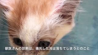 【生きる力】土の中から救出された子猫　えんびちゃん