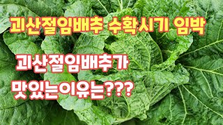 괴산절임배추 수확시기임박 괴산절임배추가 맛있는이유 김장용배추  90일배추[배추재배방법]