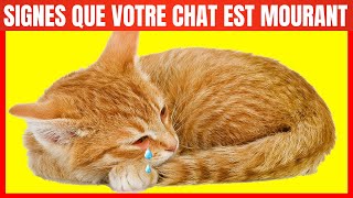 12 Signes Critiques qui indiquent que votre Chat est mourant