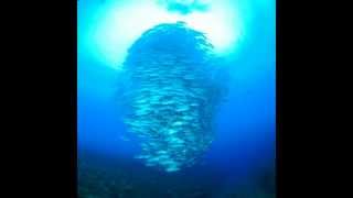 粟国島ダイビング　圧巻！ギンガメアジのトルネード！！　Aguni island diving.The school of Bigeye trevally.