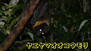 ヤエヤマオオコウモリを観察！