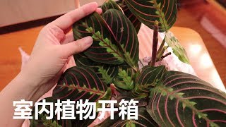 【家庭园艺日常】室内植物开箱+新手友好的室内植物推荐