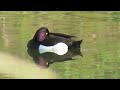 キンクロハジロ_3_tufted duck