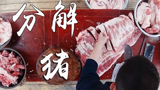 我们吃的肉99%都是什么猪？火哥用150斤肉给你详解*打开cc字幕*