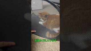 洗濯かごに入る猫【ちくわ】#おすすめ #cat #ちくわ #ねこ #ねこのいる生活 #猫のいる暮らし #猫好きさんと繋がりたい #short#いたずら