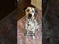 It wasn't me! | Jackson the Dalmatian #shorts