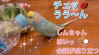 2022.2.18 しんちゃん　はいっ　会話が成り立つ　【セキセイインコしんちゃんときょきょの暮らし】