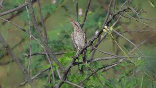 🕊Eurasian Wryneck calling bird 🦅 bird call 🕊