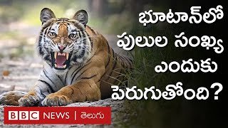 Tiger: అత్యంత క్రూర భౌగోళిక స్వభావం ఉన్న భూటాన్‌లో పులుల జనాభా ఎలా పెరుగుతోంది? | BBC Telugu