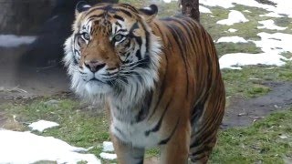 八木山タイガーリポート4 スマトラトラ バユ と クンデ エピソード0 Sumatran Tiger Bayu \u0026 Khunde Yagiyama Zoo 八木山動物公園