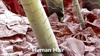 Things Under MicroScope (Part 2)