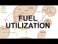 Metabolic Fuel & Starvation