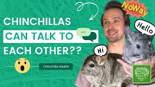 Top 8 Chinchilla Fun Facts Chinchilla Owners Need To Know