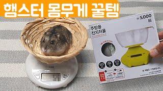 Checking Dwarf Hamster Weight