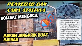 PENYEBAB VOLUME KACER BERKURANG DAN MAKAN JANGKRIK BERKURANG