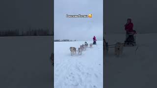 Катания на собачьих упряжках Казань. Открыта запись на катания  #собака #husky #хаски #хаскиказань