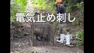 「箱罠、電気止めさし」箱罠に捕まったイノシシを電気止めさしで駆除します。