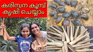 കരിമ്പന കൂമ്പ് കൃഷി ചെയ്യാം| Village Traditional Healthy Food |Karimbana Koombu | Panam Kumbu Krishi