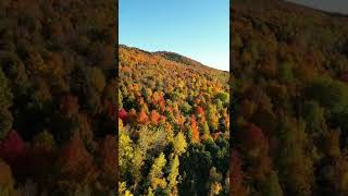 Foliage near exit 19 on I-89 Saint Albans, Vermont