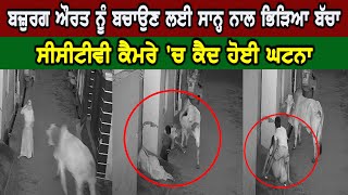 ਬਜ਼ੁਰਗ ਔਰਤ ਨੂੰ ਬਚਾਉਣ ਲਈ ਸਾਨ੍ਹ ਨਾਲ ਭਿੜਿਆ ਬੱਚਾ, CCTV ਕੈਮਰੇ 'ਚ ਕੈਦ ਹੋਈ ਘਟਨਾ | Brave Boy - Hamdard Tv |