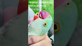 Raw Parrot Pair in Hand |  A Close-up Look at the Fascinating World of Parrot Breeding