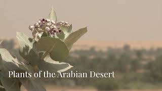 The Hidden Wonders of the Arabian Desert