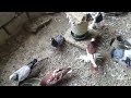 pigeon video | cute pigeon | simple pigeon loft design ideas 💡 #danyorepigeonsloftdpl #pigeon #like