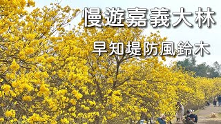 慢遊大林早知堤防黃花風鈴木｜風鈴木花海秘境，景點路線介紹｜台灣嘉義觀光旅遊景點推薦