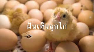 ฝันเห็นลูกไก่ ได้เลี้ยงลูกไก่ โดยซันนี่