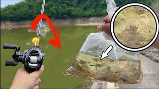 I brought 350 shrimp and Conducted A Survey To See If I Could Catch Black Bass