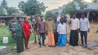 ONGOLE BULLS || K .Kothapalem || |Krishna district || #trending #youtube #viral #shorts