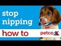 How to Train Your Puppy to Stop Nipping (Petco)