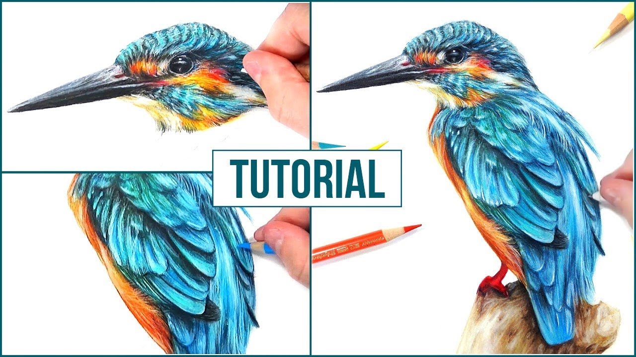 Bird Colour Pencil Drawing A Complete Guide For Beginners