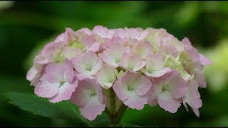 大泉緑地の紫陽花（２０１８年５月２７日）