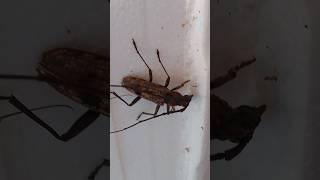 Longhorn Beetle or Bakukang #bugs #insects