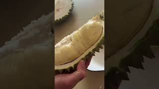 海南榴莲大型翻车 Hainan durian fails