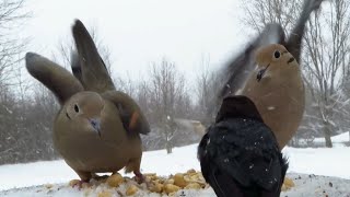 These mourning doves love picking fights