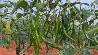 Spraying Akio \u0026 Tychi on Chilli Crop