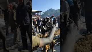 Fagli Culture | Kullu Himachal Pradesh