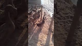 DUCK ARMY Videos Compilation || NEW Bird And Animal P462