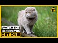 5 Things You MUST KNOW Before Getting a Scottish Fold