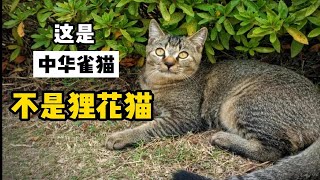 这是中华雀猫，别再叫它狸花猫了！