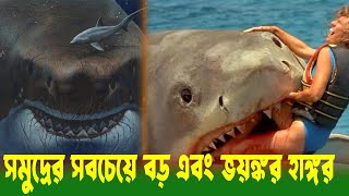 সাগরের সবচেয়ে ভয়ংকর হাঙ্গর || Satisfy of fact ||