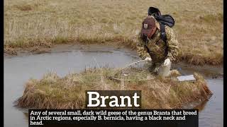 What is Brant? | How Does Brant Look? | How to Say Brant in English?