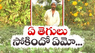 పూల సాగుపై రైతుల ఆందోళన | Special Story of Farmers Flower Cultivation | Kamavarapu Kota