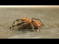 cute jumping spiders